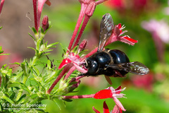 Xylocopa micans