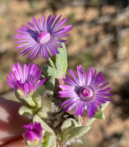 Antimima leipoldtii (Antimima leipoldtii)