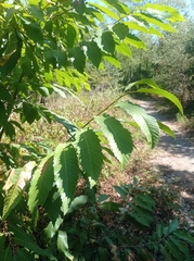 Castanea sativa
