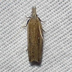 Dichomeris bipunctellus