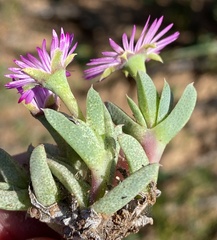 Antimima leipoldtii