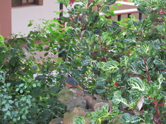 Cossypha semirufa