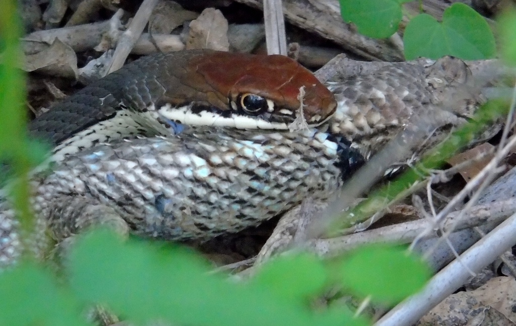 Sonoran Whipsnake