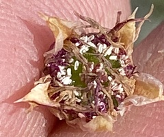 Antimima leipoldtii