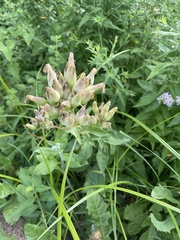 Saponaria officinalis