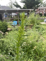 Erigeron canadensis