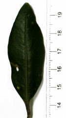 Anoplaspis metrosideri