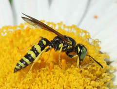 Philanthus crabroniformis