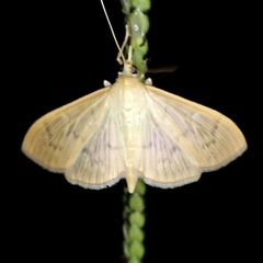 Patania silicalis