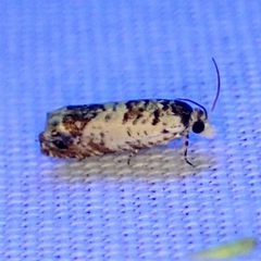 Eucosma ornatula