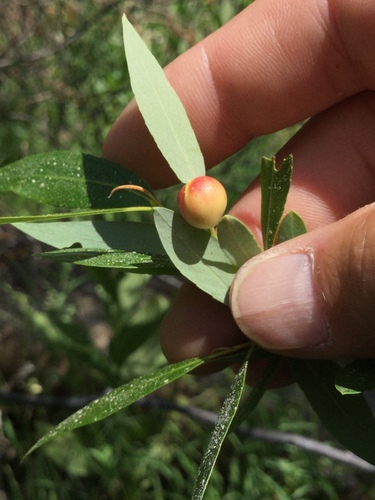 iNaturalist observation photo of Willow Apple Gall Sawfly