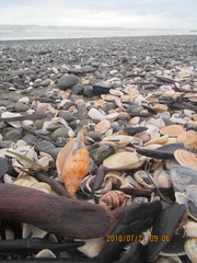 Austrofusus glans