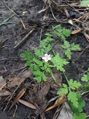 Geranium robertianum