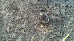 Plestiodon obsoletus