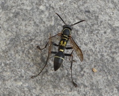 Mischocyttarus pallidipectus