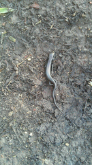Plestiodon obsoletus