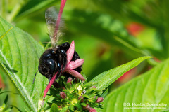Xylocopa micans