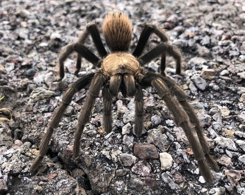 Desert Blonde Tarantula