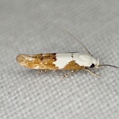 Mompha circumscriptella