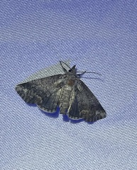 Paectes abrostolella