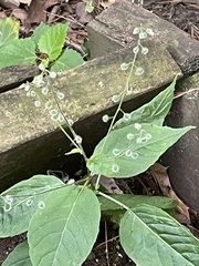Circaea canadensis