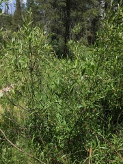 Salix lemmonii