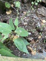 Circaea canadensis