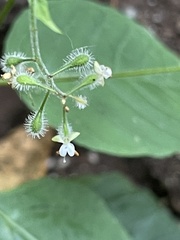 Circaea canadensis