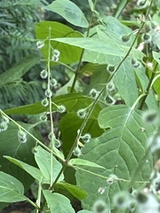 Circaea canadensis
