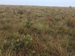 Leucospermum gerrardii image