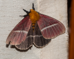 Pseudodirphia menander