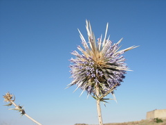 Echinops spinosissimus