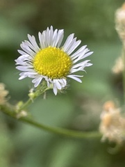 Erigeron strigosus