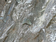 Hamadryas atlantis lelaps