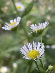 Erigeron strigosus