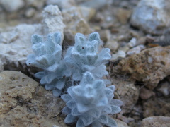 Thymophylla micropoides