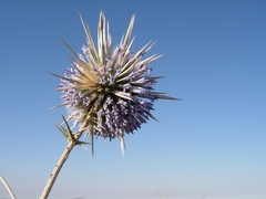 Echinops spinosissimus