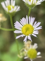 Erigeron strigosus
