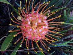 Leucospermum gerrardii image