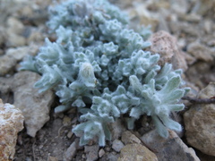 Thymophylla micropoides