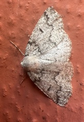 Sabulodes packardata