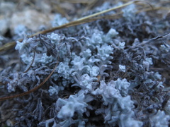 Thymophylla micropoides