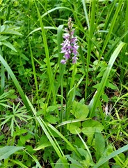 Dactylorhiza fuchsii