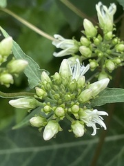 Cynanchum laeve