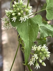 Cynanchum laeve