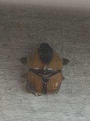 Bolbocerosoma tumefactum