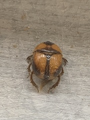 Bolbocerosoma tumefactum