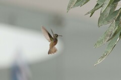 Amazilis amazilia