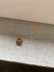 Bolbocerosoma tumefactum