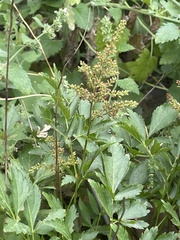 Astilbe